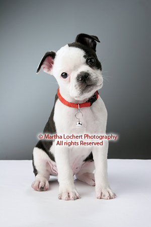 tucson boston terrier