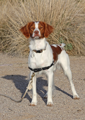 arizona brittany spaniel