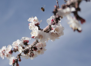 apricot bee