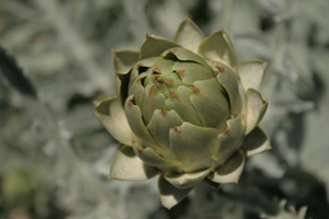 artichoke