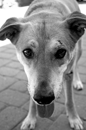 pet photography in tucson