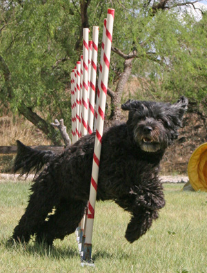 tucson agility photography