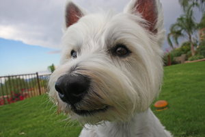 tucson westie