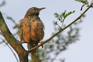 cactus wren
