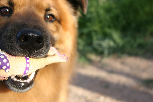 cody bear with a rubber chicken...in a bikini