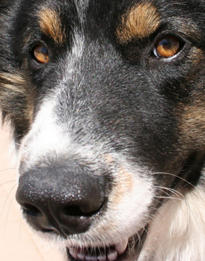 tucson dog portraits