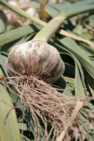 garlic