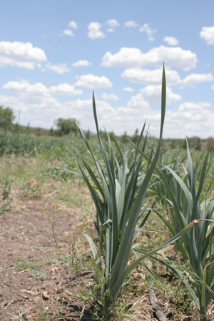garlic field