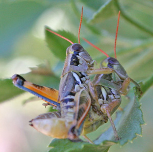 grasshopper love