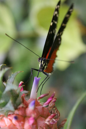 hungry bug