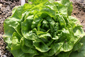 lettuce