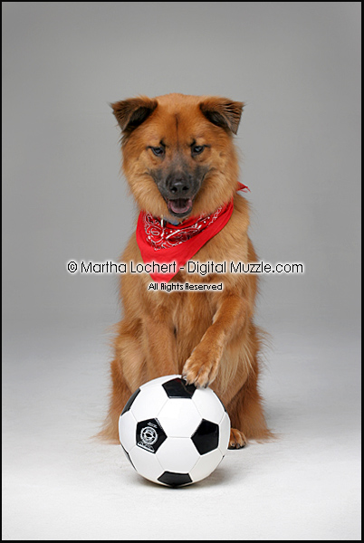 tucson pet photography