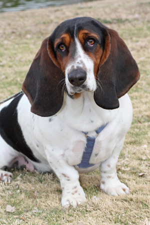 desert bassett hound