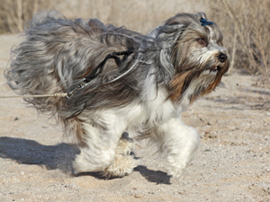 tibetan terrier in tucson