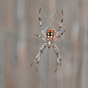 orb spider