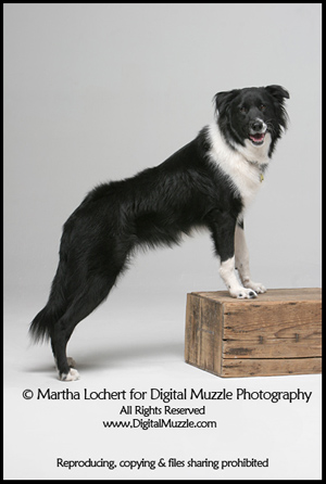 tucson border collie