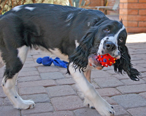 tucson spaniel