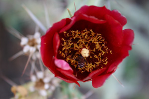 red cholla flower