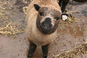 sheep