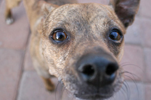 tucson dachshund chihuahua