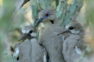 white wing dove family